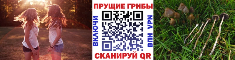 как найти   Темников  ОМГ ОМГ рабочий сайт  Псилоцибиновые грибы GOLDEN TEACHER 